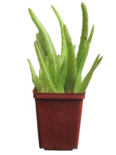 Aloe Plant Picture