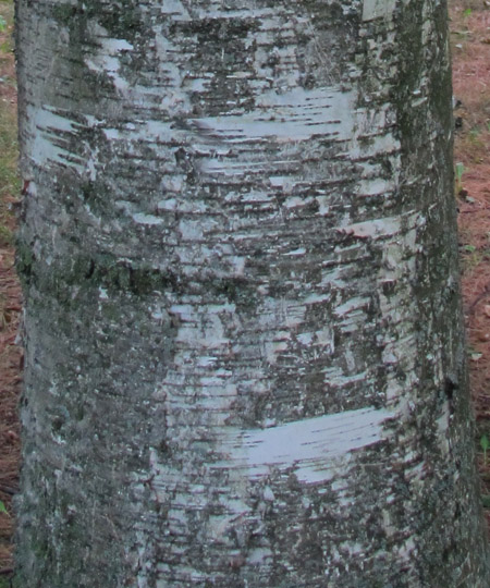 Paper birch tree trunk