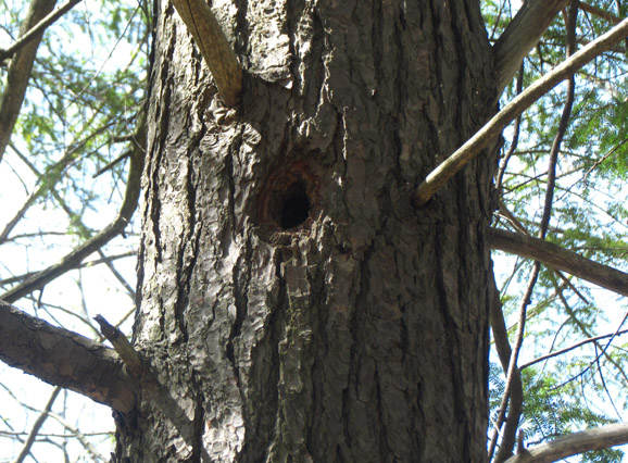 Nesting cavities created by woodpeckers