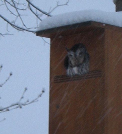 Owl using a wood duck nesting box during a winter storm for shelter