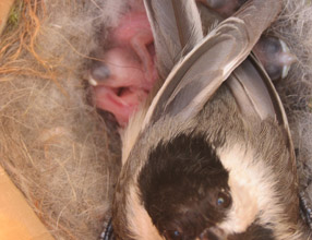 Chicadee with young inside a birdhouse