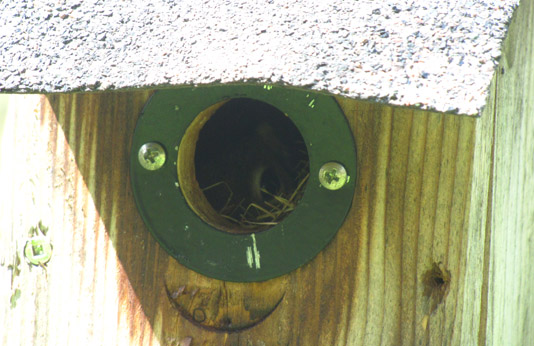 Red Squirrel or chipmonk inside a birdhouse with a predator guard