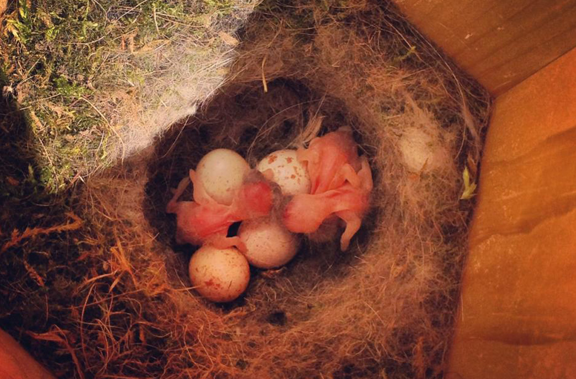 Chickadee hatchlings / Baby Birds Picture taken by Lisa Hicks - http://runningtobake.blogspot.ca
