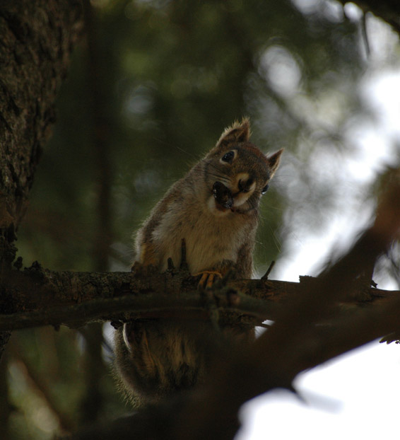 Grey squirrel with a pine cone looking down from a tree branch