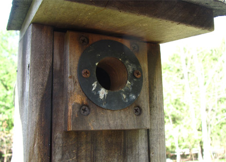 A metal predator guard can be used to deter squirrels and chipmunks from eating out / chewing the  entrance hole and making it larger