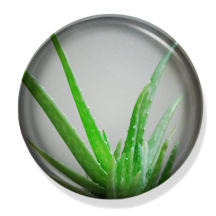 Aloe vera plants available in Sarnia