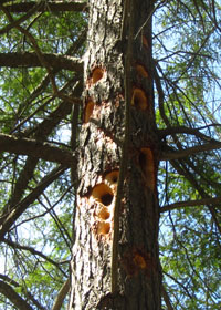 Tree cavities made by woodpeckers Birdhouse history the first birdhouses ancient past birdhouse old beginning initial squash bird shelter  Tree cavity hole nesting cavity natural bird shelter secondary cavity dweller where birds make nests heartwood rot woodpeckers 