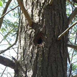 Tree cavity for woodpeckers and songbirds Birdhouse history the first birdhouses ancient past birdhouse old beginning initial squash bird shelter  Tree cavity hole nesting cavity natural bird shelter secondary cavity dweller where birds make nests heartwood rot woodpeckers 