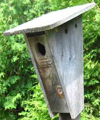 Peterson Bluebird Box has a large overhang Tree cavity hole nesting cavity natural bird shelter secondary cavity dweller where birds make nests heartwood rot woodpeckers  Drainage holes moisture perch materials cedar clay plastic metal composite lumber wood pine spruce outgas non toxic paint colour white light dark squash preserving water based urethane polywhey exterior finish UV resistant maintenance clean cleaning out mounting house sparrow north south east west dummy territorial nests Wren Chickadee Nuthatch building the best birdhouse design how to build make hole size chart store in Toronto Canada sell to purchase etsy store ebay shop birdhouse designs materials mounting on pole opening size plans to build pictures paint roof yard art pest control