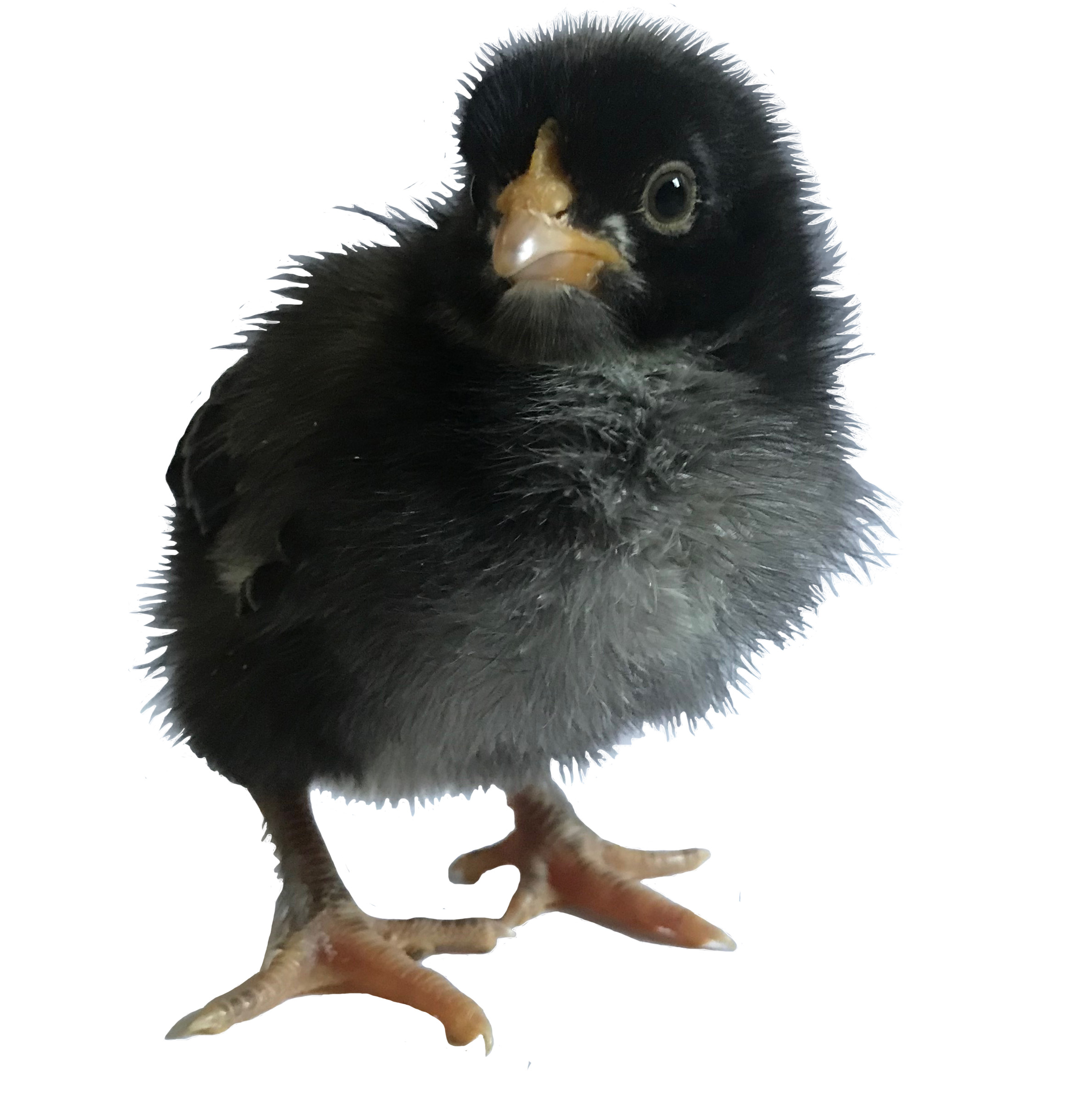 Copper Maran chicks available for sale in Ontario