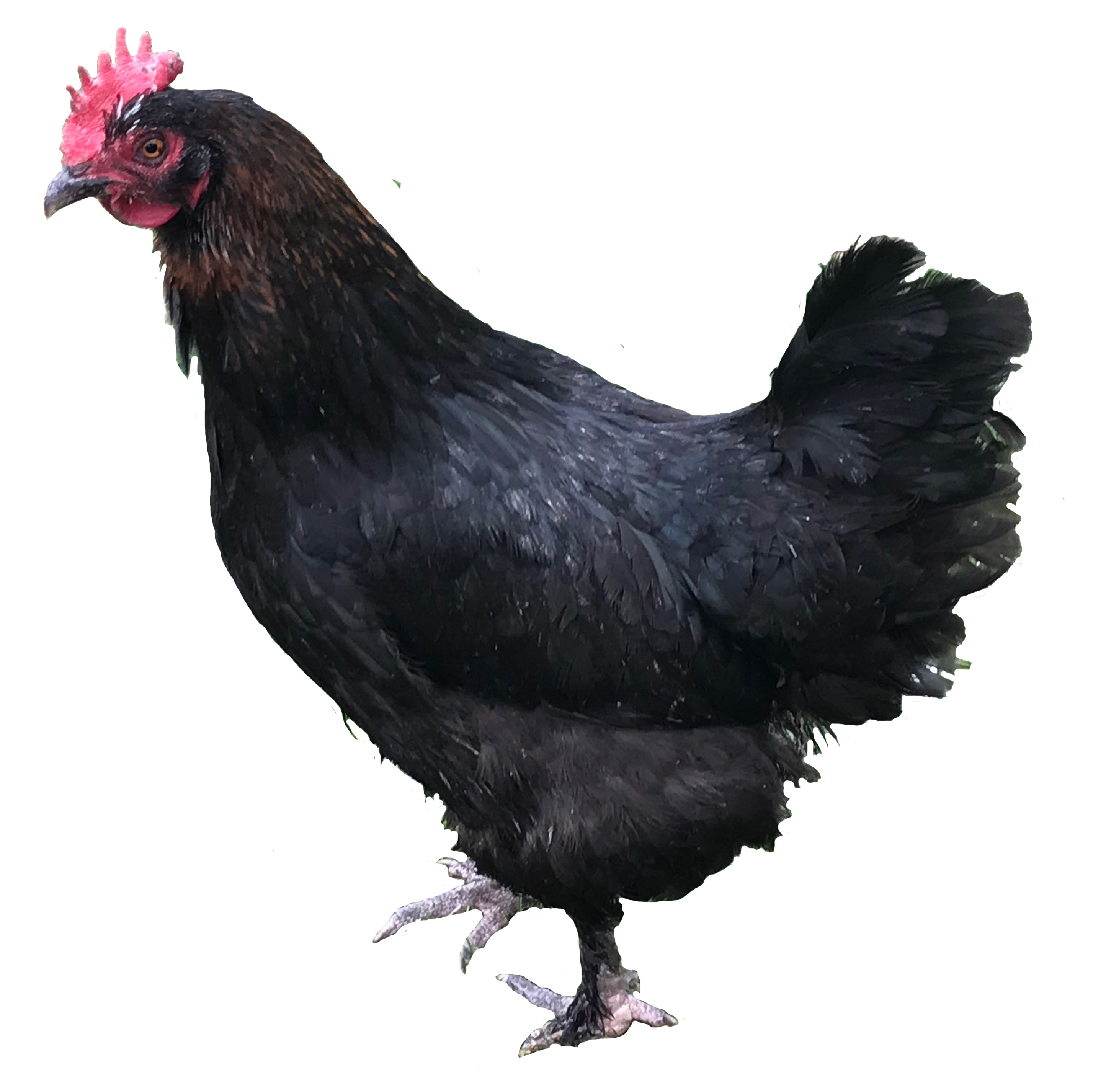 Adult Black Copper Maran chickens available for sale in Ontario
