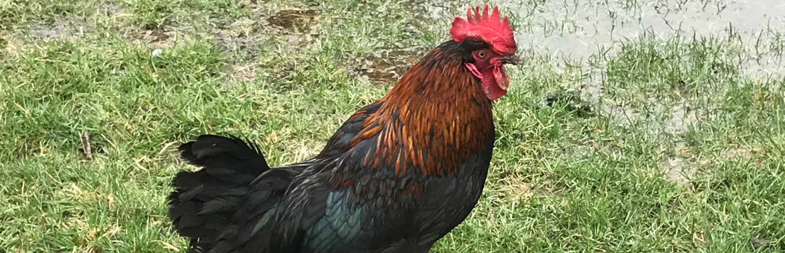 Black copper maran rooster for sale in Sarnia