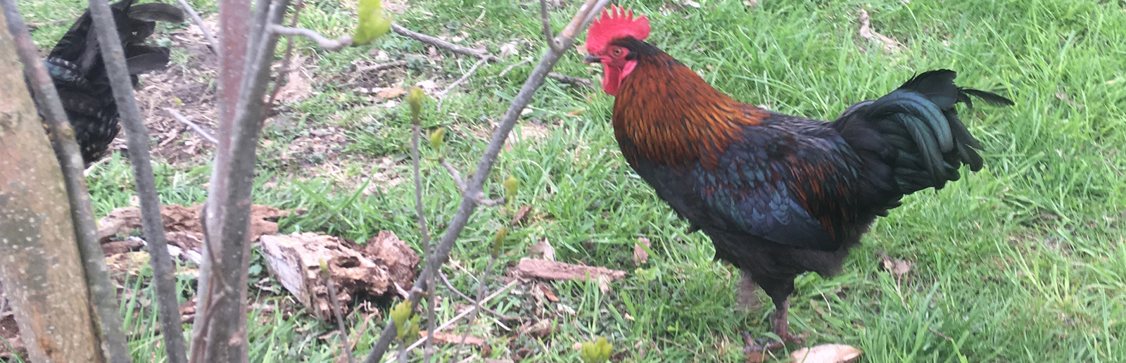 Pet backyard chickens for sale in Ontario