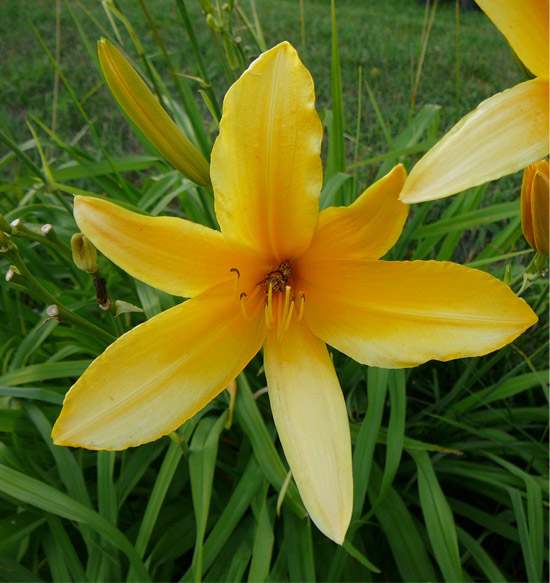 Daylily