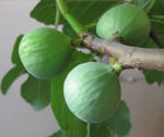 Cranmer Earth Design Fig Trees