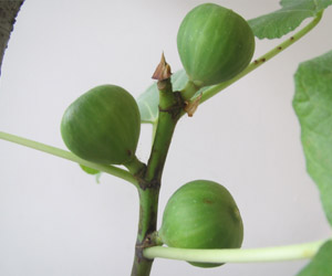 Cranmer Earth Design Fig Fruit