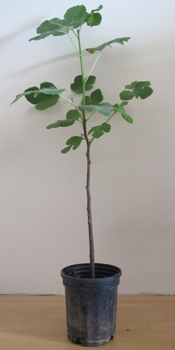 Cranmer Earth Design Fig Tree