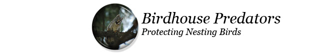 Birdhouse Predators - Protecting Nesting Birds