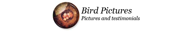 Bird Pictures