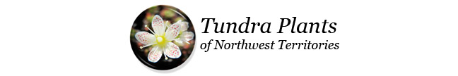 Tundra Plants of Northwest Territories Index