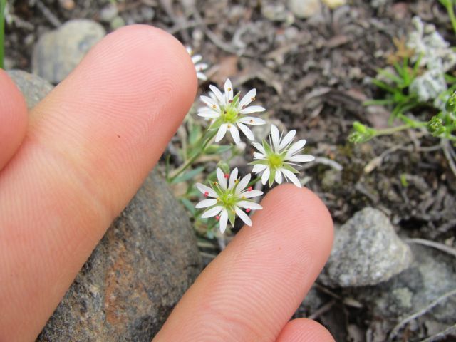 Long-stalked Chickweed
