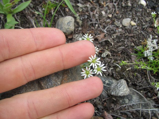 Long-stalked Chickweed
