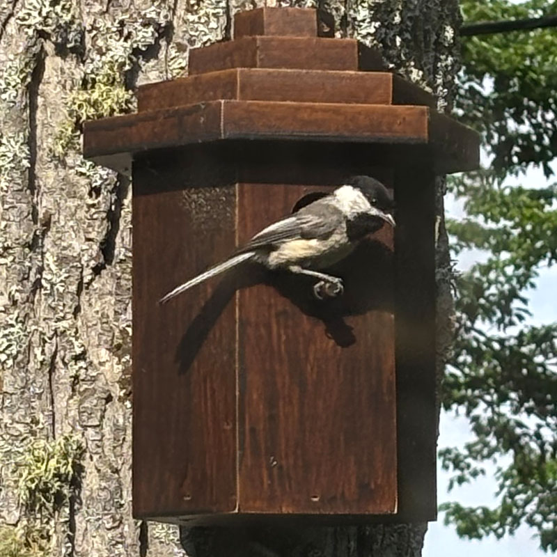 Bird Pictures